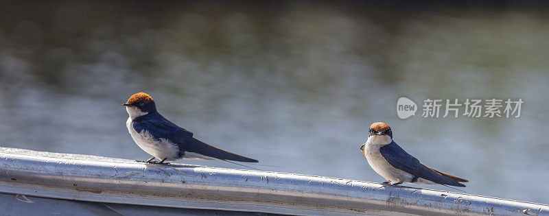 两线尾燕子，Hirundo smithii;Chobe N.P，博茨瓦纳，非洲